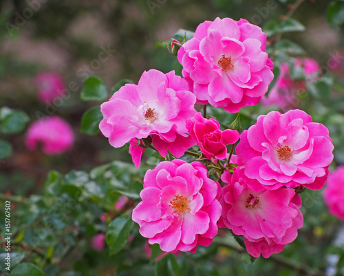 Japanese rose : Rosa multiflora.