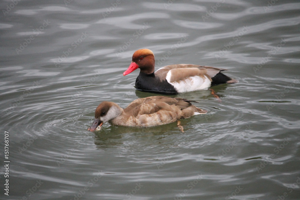 Couple de canards Nette rousse