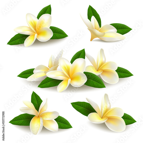 Realistic vector plumeria (frangipani) flowers with leaves isolated on white background. 