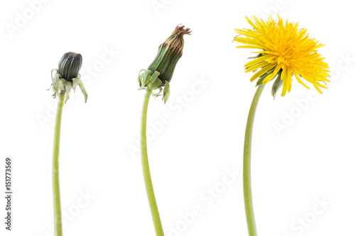 Dandelion flower in three phases