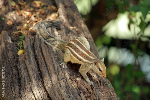 Squirrel, Keoladeo National Park, India