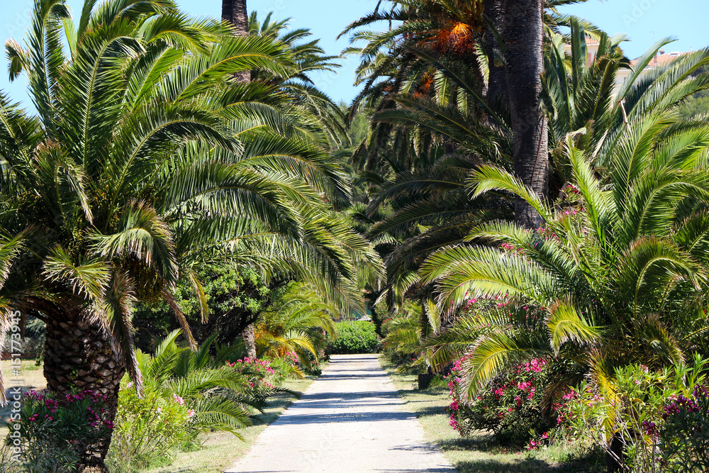 Obraz premium Palm trees in Hyères - France