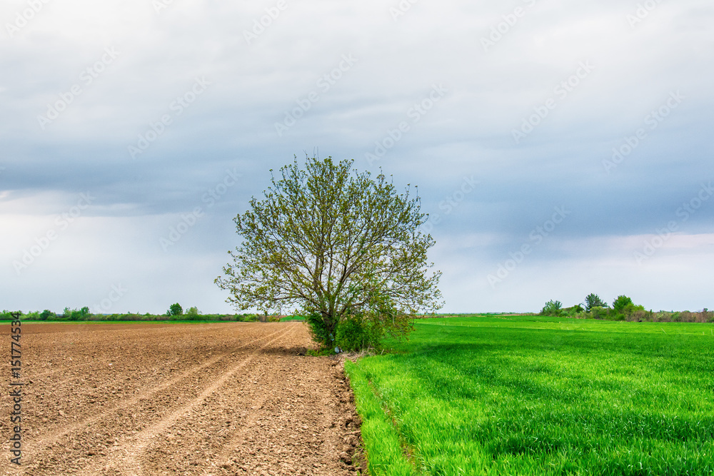 Naklejka premium Lonely tree on a field