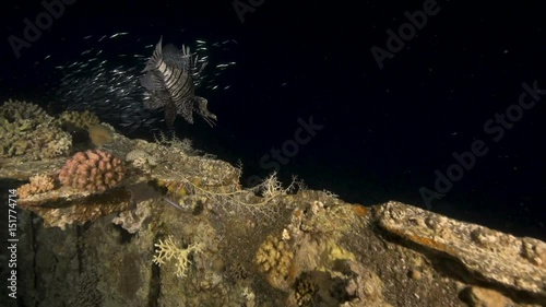 Hunting lionfish at night in the Red Sea.
 photo