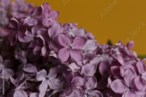 Blooming light purple lilac flowers on a yellow background