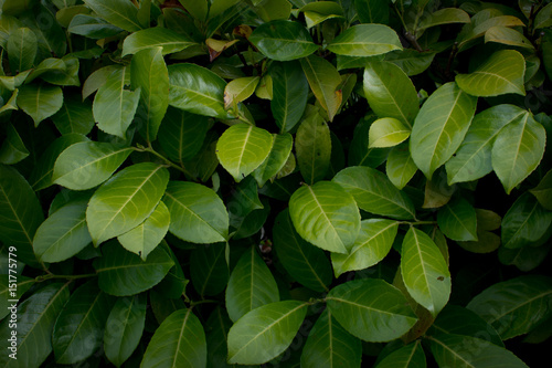 Blätter an einer Hecke als Hintergrund in saftigem leuchtendem Grün