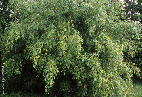 Fargesia murieliae / Sinarundinaria murieliae / Bambou ombrelle photo