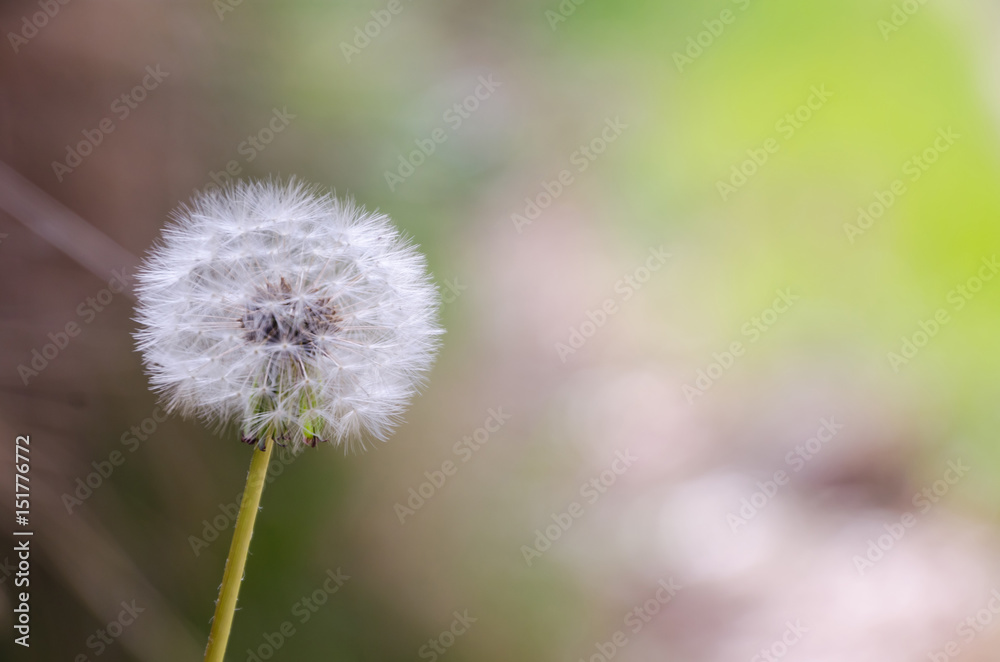 detail on dandelion seeds over a blurred background detail on dandelion seeds over a blurred background