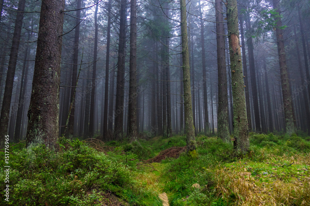 Obraz premium The old and autumn forest in Harz, Germany