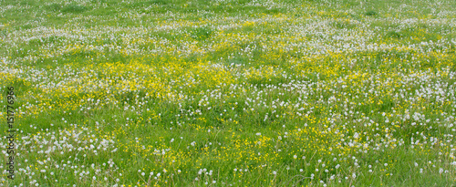 Wallpaper Mural Grüne helle saftige Wiese mit vielen Butterblumen und Löwenzahn Torontodigital.ca