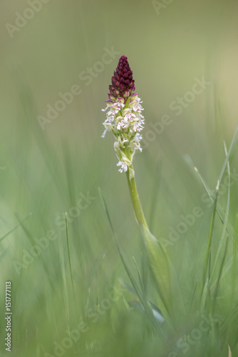 Neotinea ustulata, burnt orchid photo