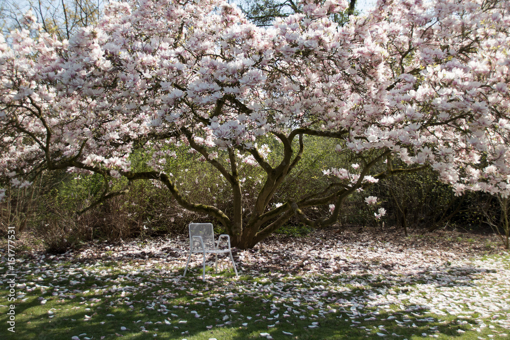 Kirschbaum Kirschbaum