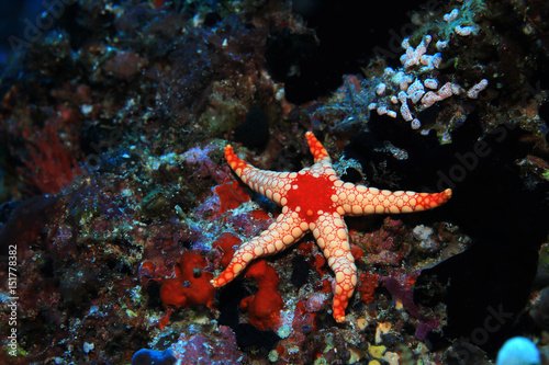 Noduled sea star © aquapix