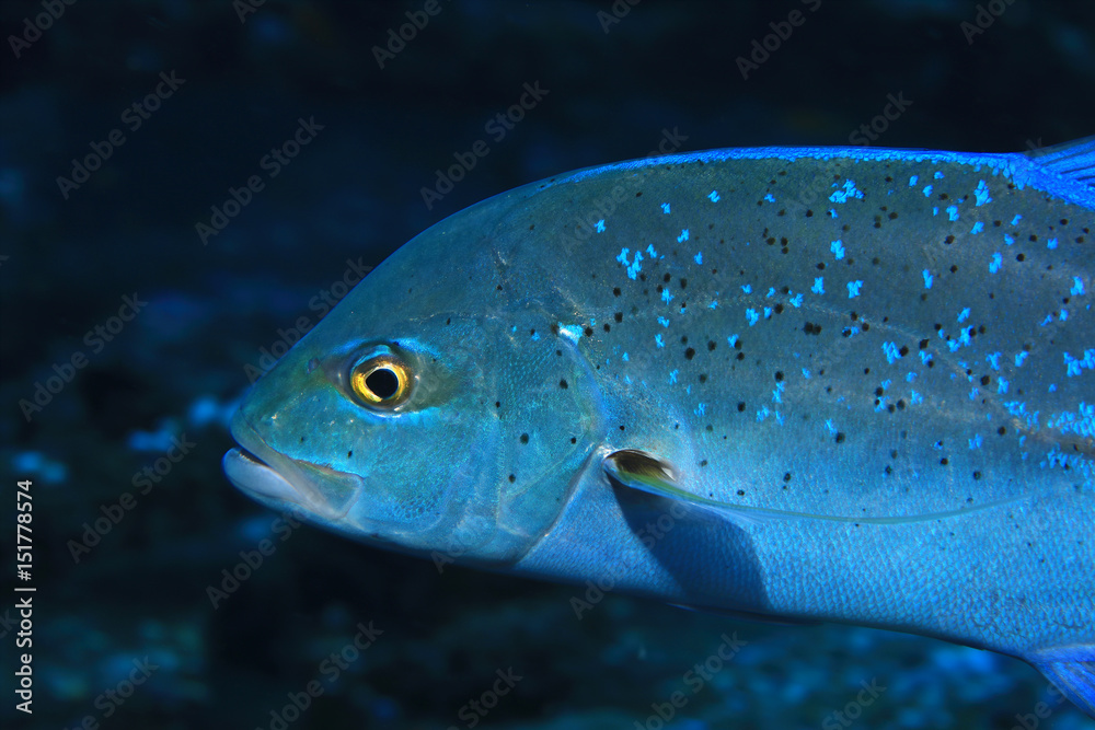 Naklejka premium Bluefin trevally fish