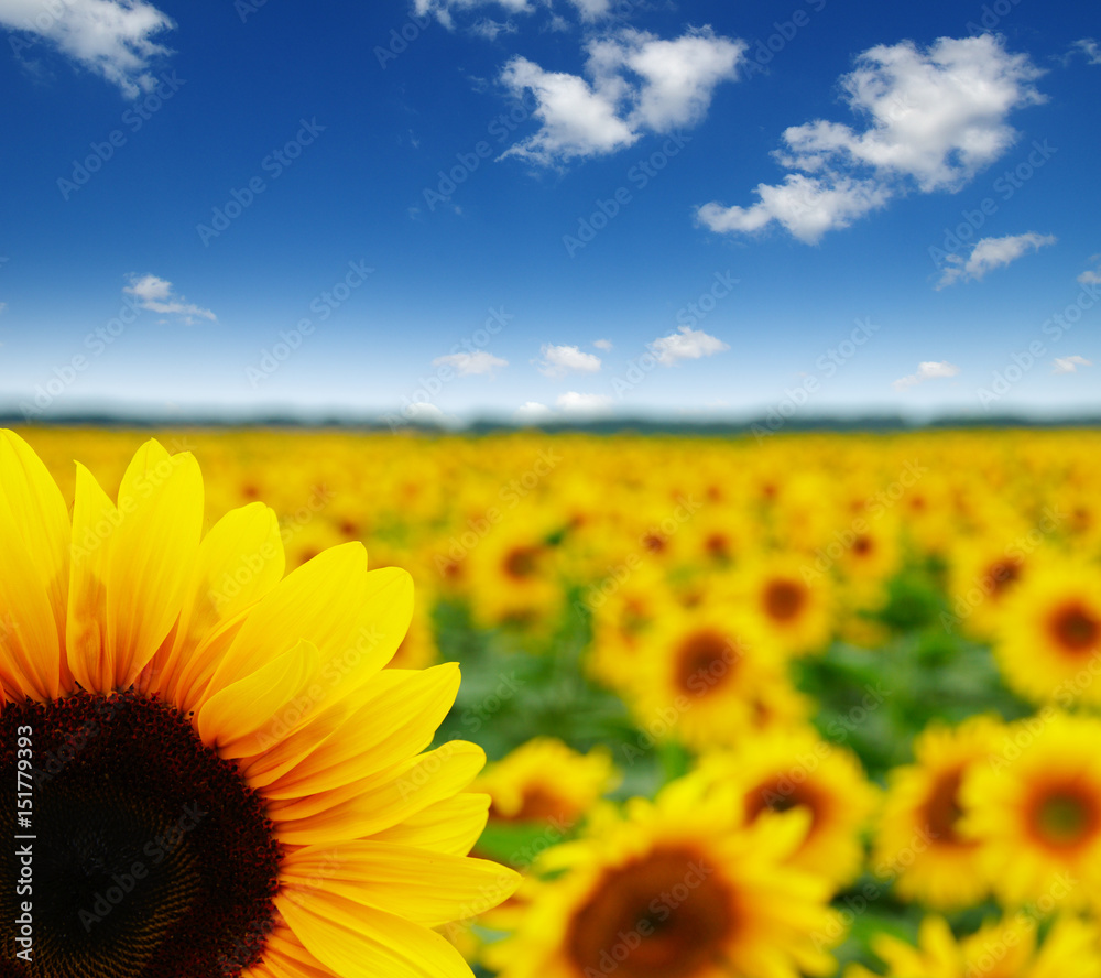 Obraz premium field of blooming sunflowers
