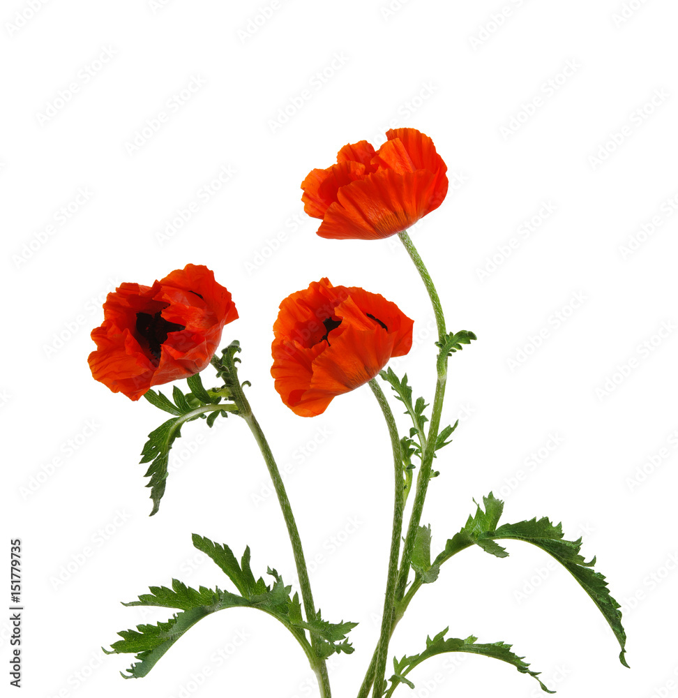 Fototapeta premium red poppy isolated on white