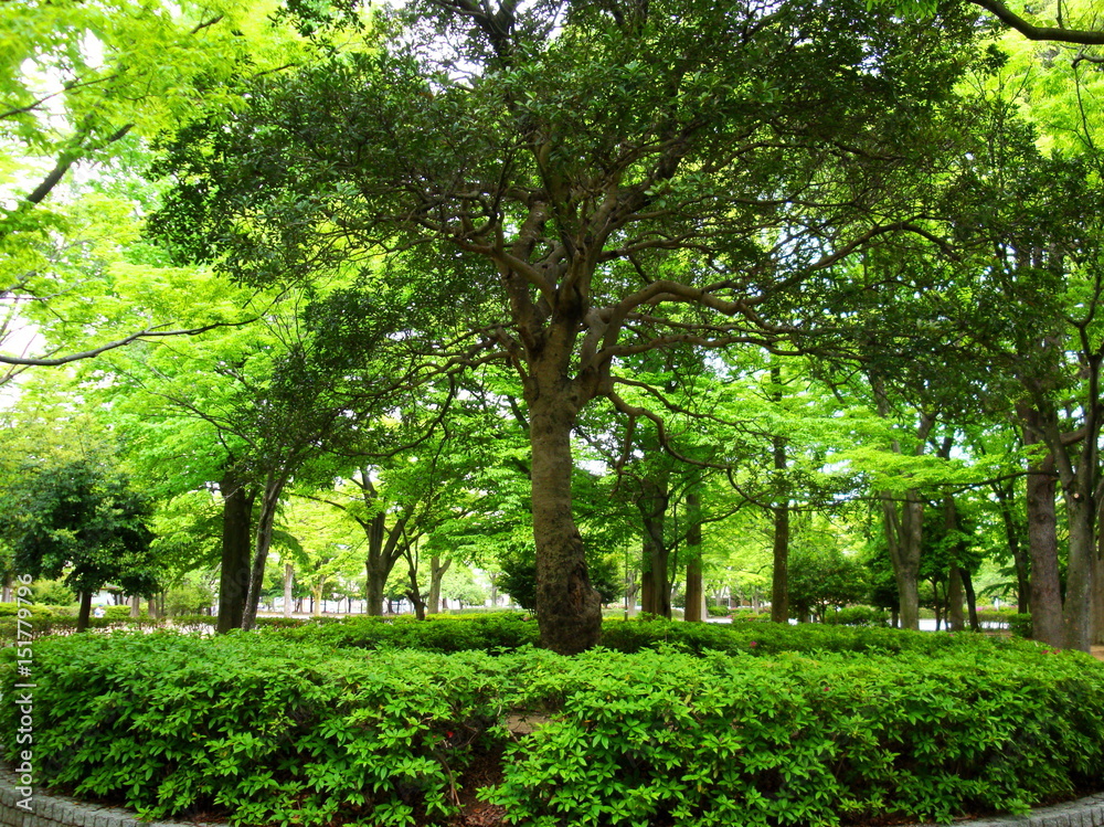 Obraz premium 新緑の公園風景
