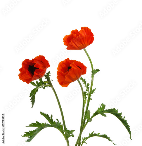  red poppy isolated on white