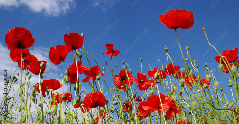 Obraz premium Czerwone maki na polu