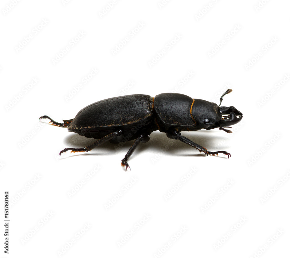 black beetle on white black beetle on white