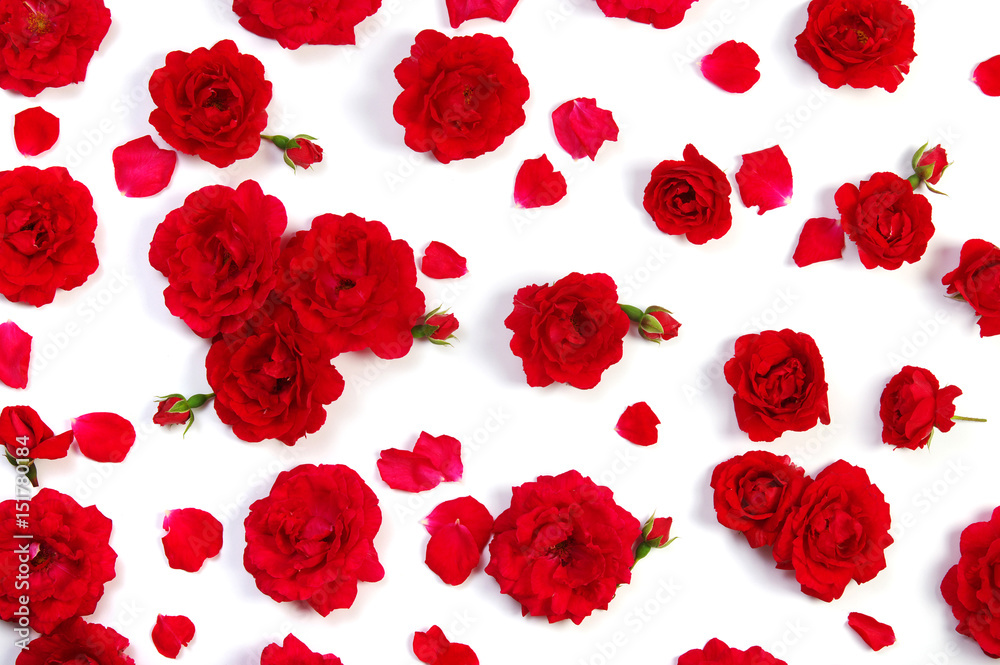 Red roses on white Red roses on white