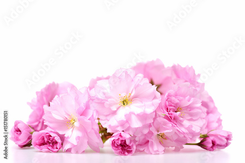 sakura blossom or pink cherry flower isolated on white background