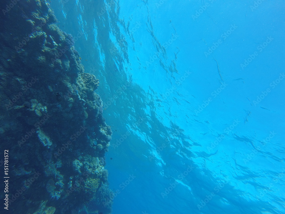 Fototapeta premium Red sea, egypt, israel, recreation, karall reef, underwater fairy tale, diving, water wealth, fish, nature,