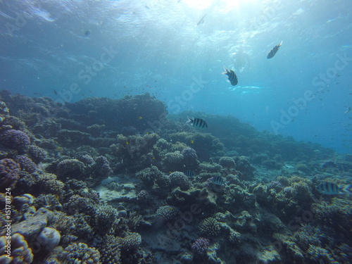 Red sea, egypt, israel, recreation, karall reef, underwater fairy tale, diving, water wealth, fish, nature, © Kovalenko