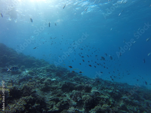 Red sea  egypt  israel  recreation  karall reef  underwater fairy tale  diving  water wealth  fish  nature 