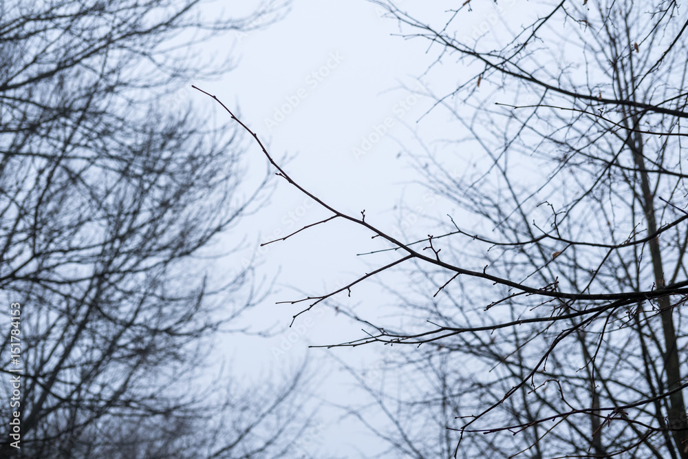 Fototapeta premium Tree Branch without leaves, autumn,winter. With sky background