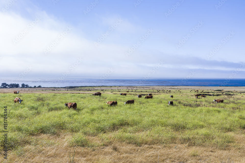 cows graze fresh grass on a meadow in Andrew Molina State park
