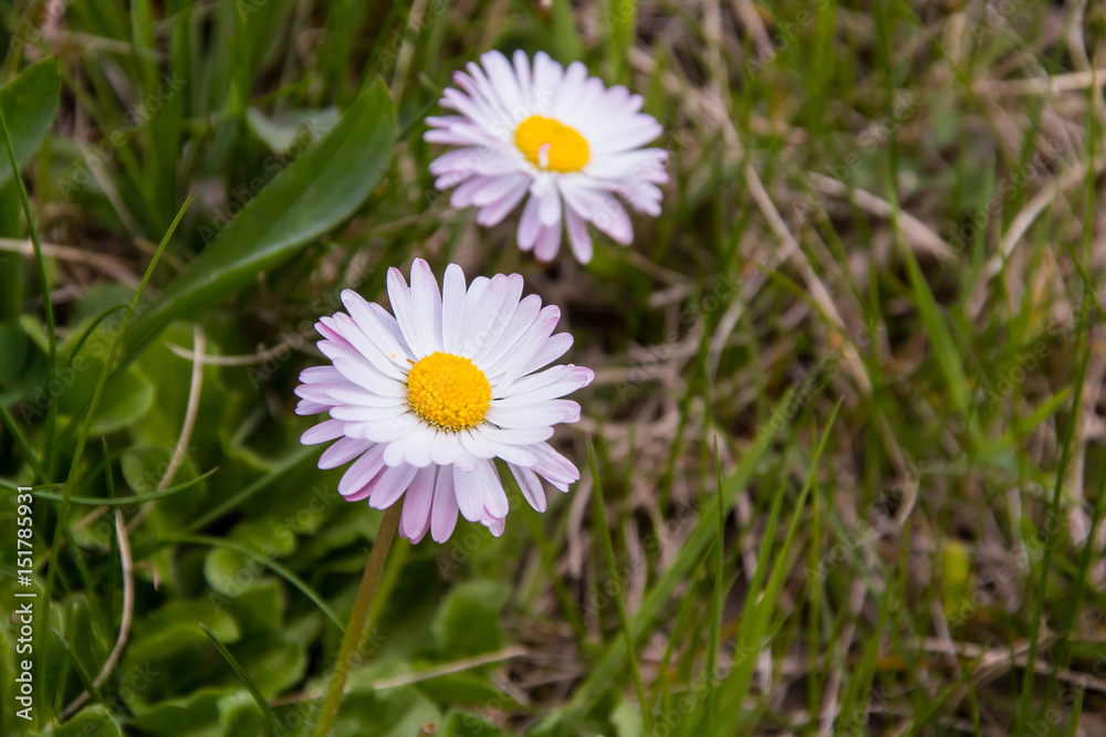Große Gänseblümchen. Große Gänseblümchen.