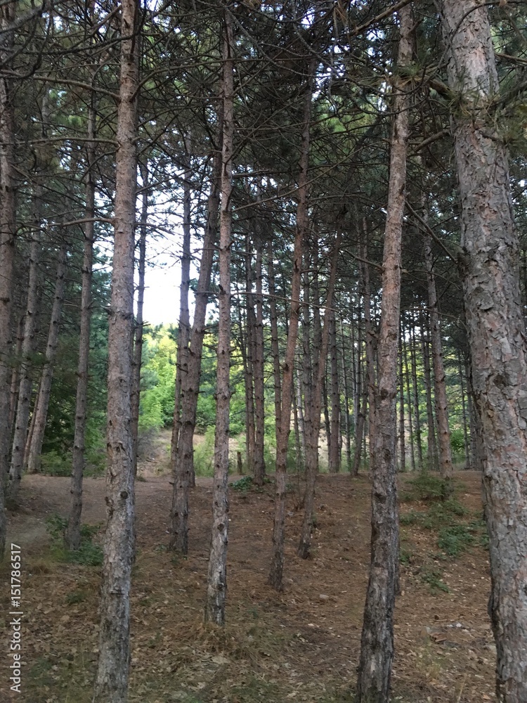 Naklejka premium Forest