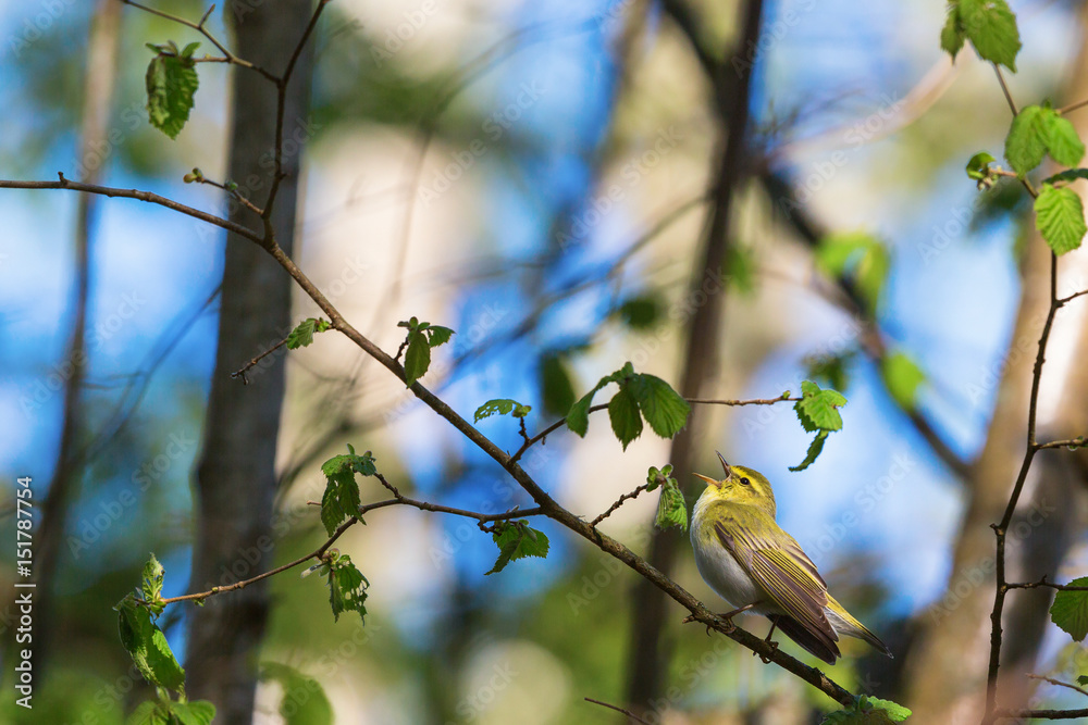 Fototapeta premium Wood Warbler sing