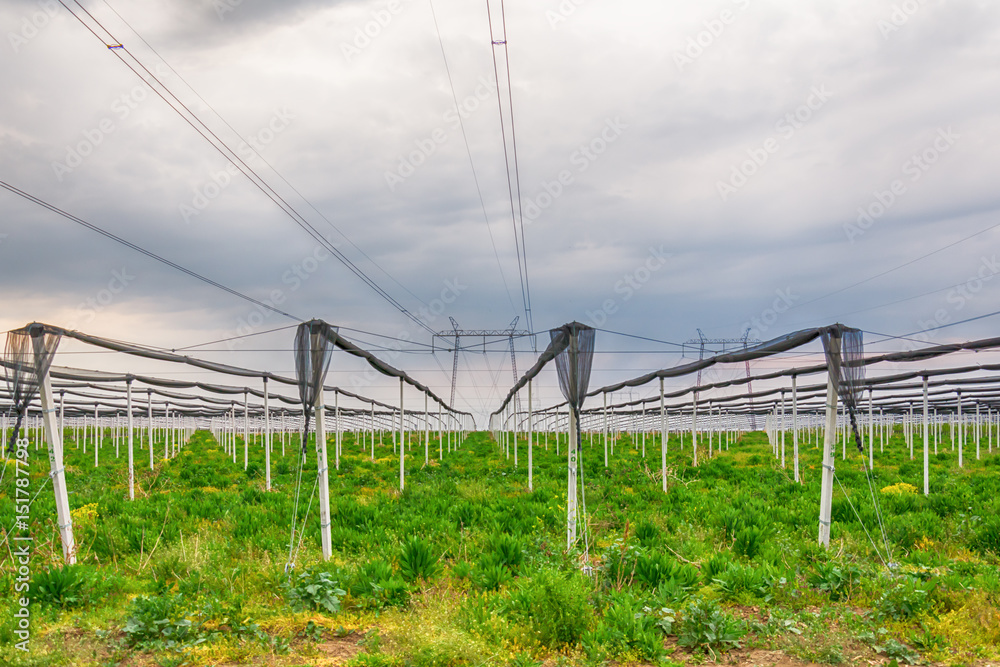 Crops protected from hail with protective net 