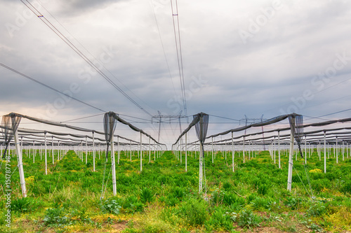 Crops protected from hail with protective net 