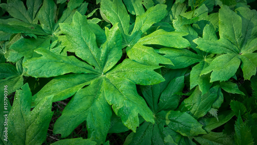 Closeup of colony of mayapple leaves on an early spring morning with dew