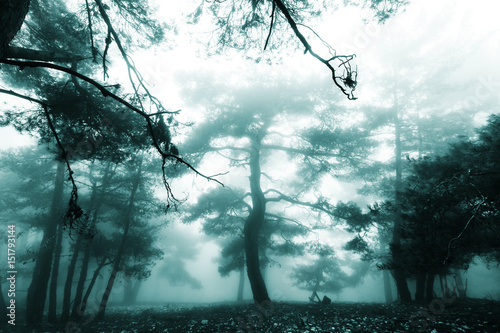 Fog in the forest