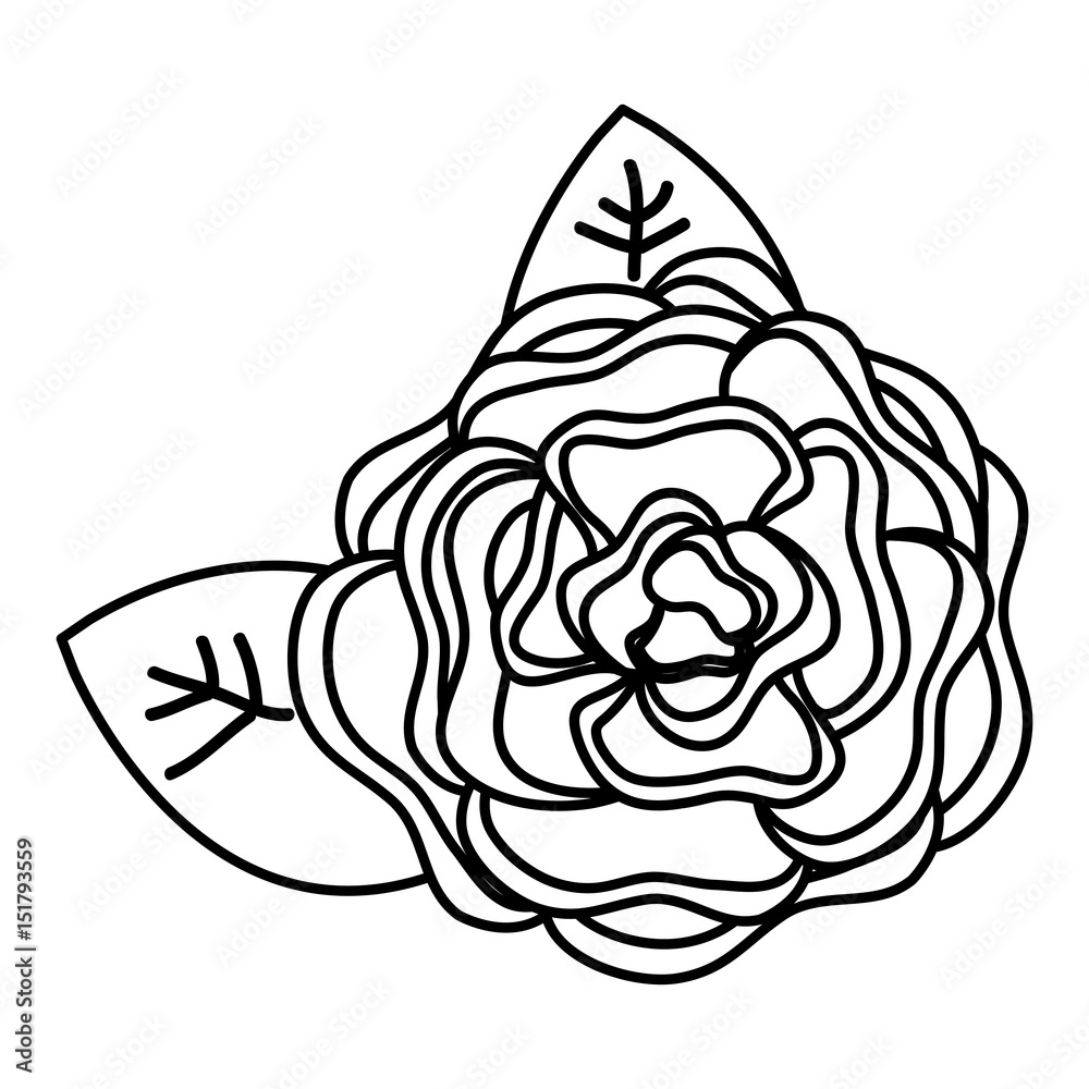 beautiful rose decoration icon vector illustration design beautiful rose decoration icon vector illustration design