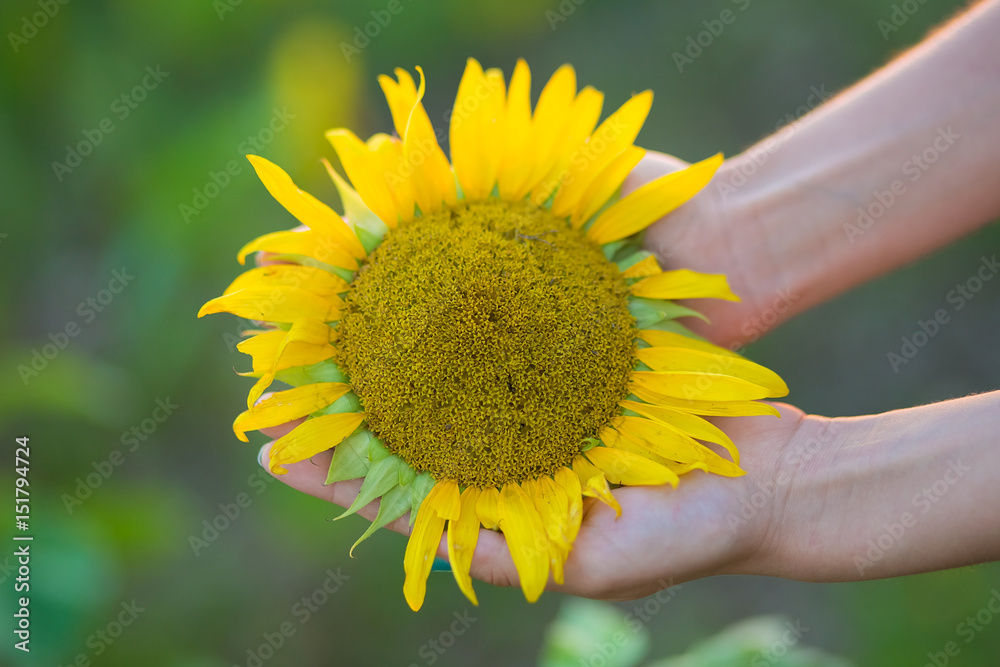 Fototapeta premium Sunflower in woman hands shining like sun