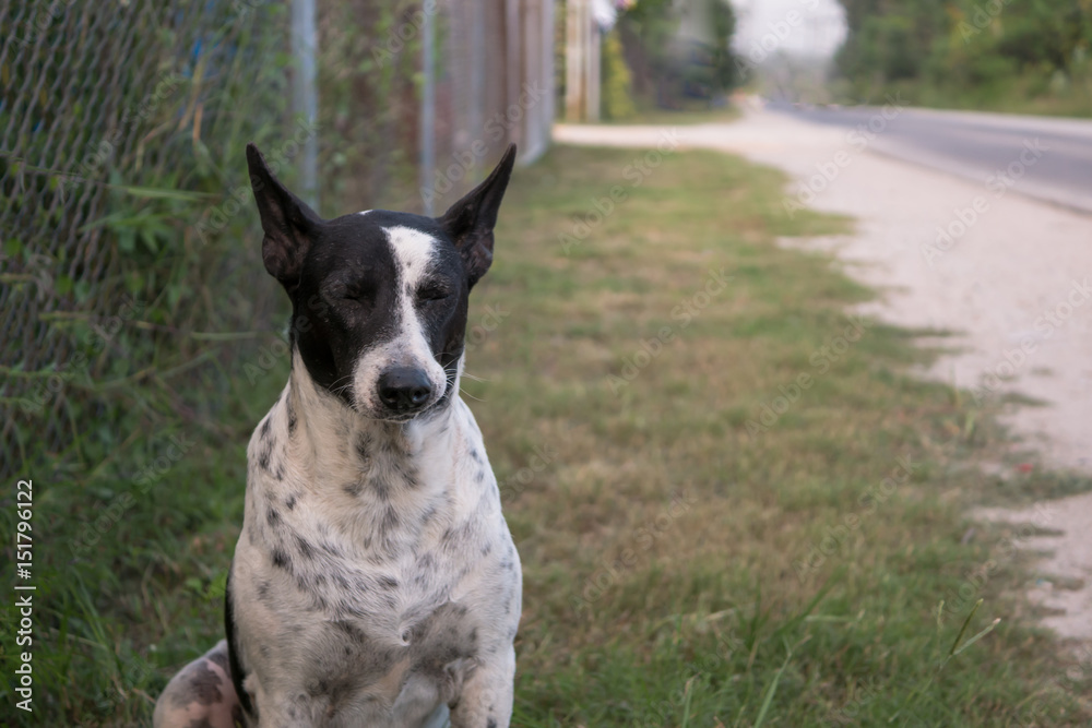 Dog on ground.