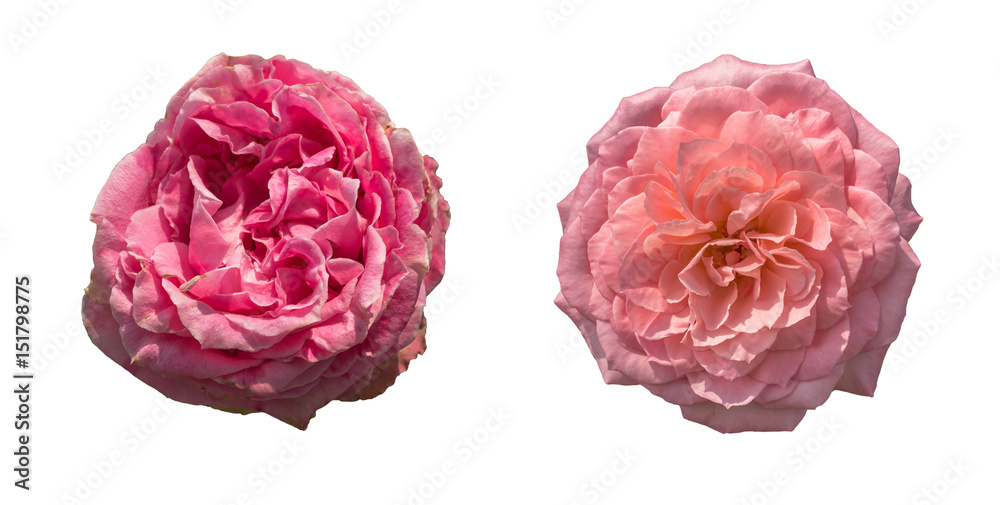 Rose white background Rose white background