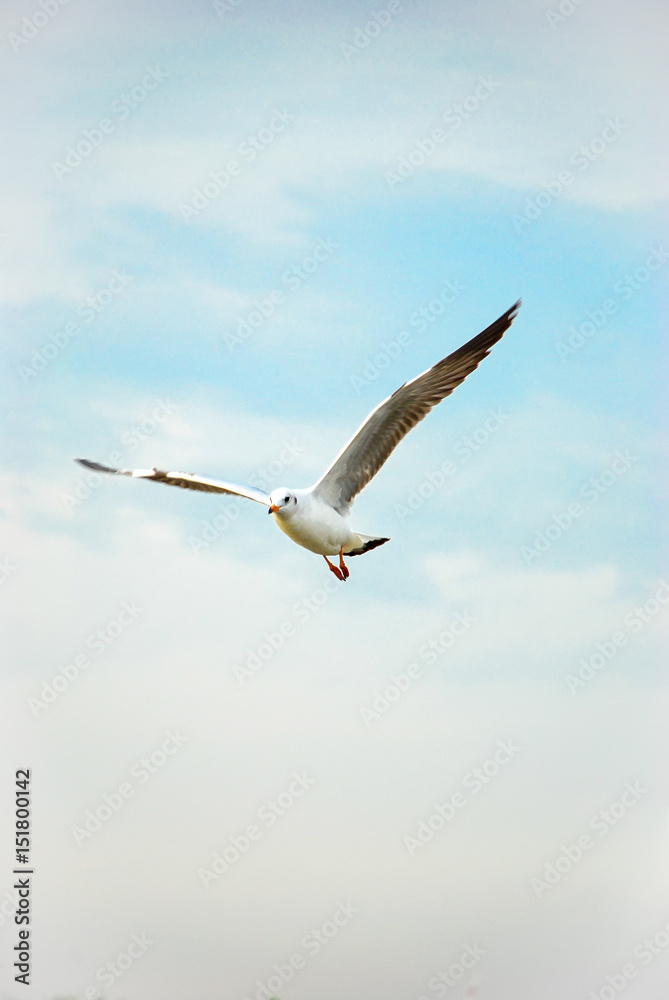 Obraz premium Seagull at Bangpoo, Samutprakarn, Thailand, Birdwatching