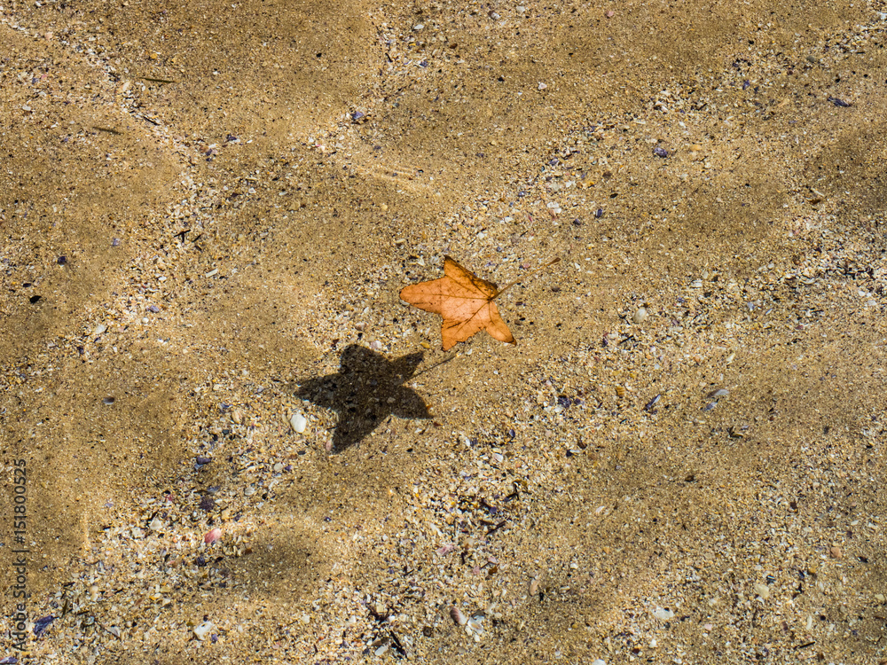 Maple leaf in sea 