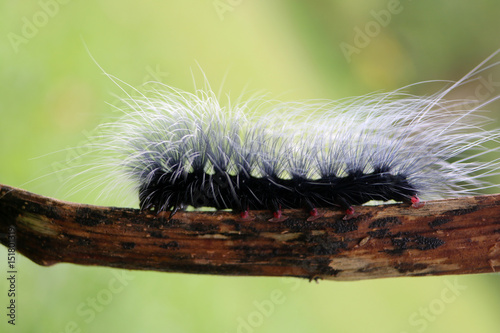 Black hairy caterpillars on branches in the garden. 