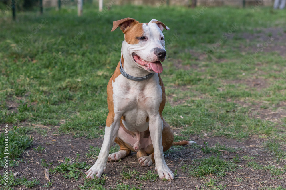 Obraz premium American Pit Bull Terrier
