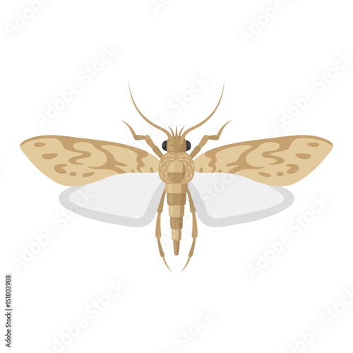 Moth insect vector illustration on white background