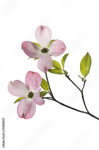 Pink Dogwood Tree Flowers
