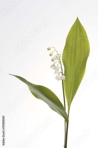 Lily of the valley