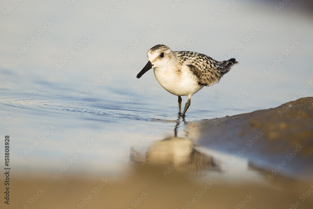 Least Sandpiper in spring Least Sandpiper in spring